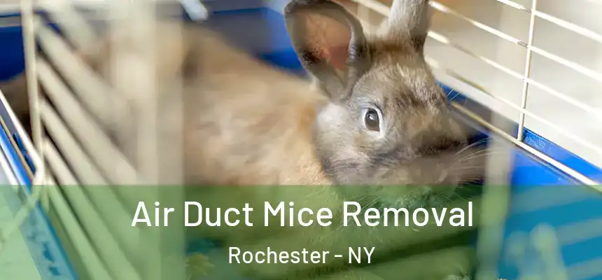  Air Duct Mice Removal Rochester - NY