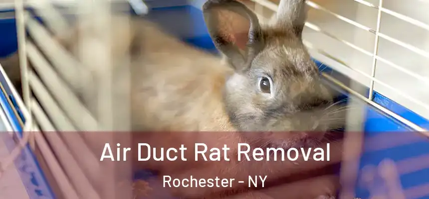  Air Duct Rat Removal Rochester - NY