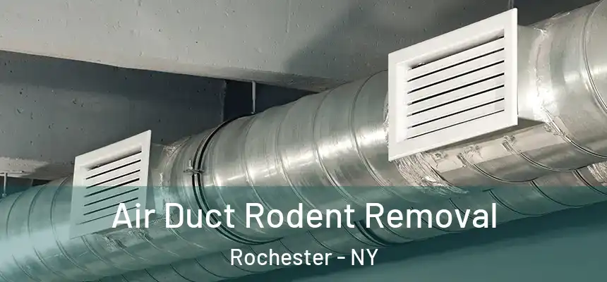  Air Duct Rodent Removal Rochester - NY