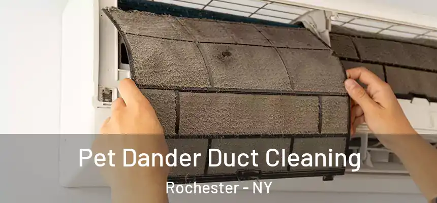  Pet Dander Duct Cleaning Rochester - NY